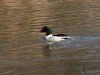 Filename=070_fotowilga~68.JPG
Filesize=281KB
Dimensions=700x525
Date added=Jan 26, 2019 070_fotowilga~68.JPG