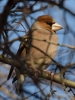 Filename=070_fotowilga~72.JPG
Filesize=256KB
Dimensions=525x700
Date added=Jun 04, 2019 070_fotowilga~72.JPG