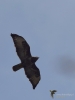 Filename=070_fotowilga~73.JPG
Filesize=169KB
Dimensions=525x700
Date added=Jun 27, 2019 070_fotowilga~73.JPG