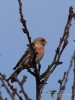 Filename=0714_fotowilga~7.JPG
Filesize=219KB
Dimensions=525x700
Date added=Jan 06, 2019 0714_fotowilga~7.JPG