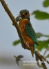 Filename=071_fotowilga~18.JPG
Filesize=67KB
Dimensions=343x480
Date added=Jun 02, 2015 071_fotowilga~18.JPG