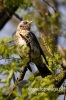 Filename=071_fotowilga~24.JPG
Filesize=83KB
Dimensions=320x480
Date added=Jan 14, 2016 071_fotowilga~24.JPG