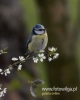 Filename=071_fotowilga~29.JPG
Filesize=47KB
Dimensions=384x480
Date added=May 07, 2016 071_fotowilga~29.JPG