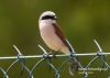 Filename=071_fotowilga~31.JPG
Filesize=63KB
Dimensions=640x457
Date added=Jul 17, 2016 071_fotowilga~31.JPG