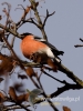 Filename=071_fotowilga~34.JPG
Filesize=63KB
Dimensions=360x480
Date added=Nov 30, 2016 071_fotowilga~34.JPG