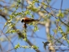 Filename=071_fotowilga~39.JPG
Filesize=96KB
Dimensions=640x480
Date added=Apr 02, 2017 071_fotowilga~39.JPG