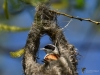 Filename=071_fotowilga~41.JPG
Filesize=298KB
Dimensions=700x525
Date added=Apr 18, 2017 071_fotowilga~41.JPG