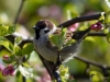 Filename=071_fotowilga~42.JPG
Filesize=253KB
Dimensions=700x525
Date added=May 01, 2017 071_fotowilga~42.JPG