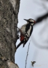 Filename=071_fotowilga~55.JPG
Filesize=219KB
Dimensions=499x700
Date added=Feb 24, 2018 071_fotowilga~55.JPG
