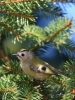 Filename=071_fotowilga~59.JPG
Filesize=298KB
Dimensions=525x700
Date added=Oct 09, 2018 071_fotowilga~59.JPG