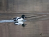 Filename=071_fotowilga~60.JPG
Filesize=264KB
Dimensions=700x525
Date added=Feb 07, 2019 071_fotowilga~60.JPG