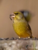 Filename=071_fotowilga~63.JPG
Filesize=218KB
Dimensions=525x700
Date added=Apr 18, 2019 071_fotowilga~63.JPG
