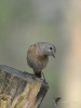 Filename=071_fotowilga~68.JPG
Filesize=206KB
Dimensions=525x700
Date added=Oct 29, 2019 071_fotowilga~68.JPG