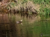 Filename=071_fotowilga~69.JPG
Filesize=376KB
Dimensions=700x525
Date added=Nov 18, 2019 071_fotowilga~69.JPG