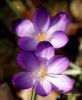 Filename=0721_fotowilga.JPG
Filesize=250KB
Dimensions=576x700
Date added=Mar 21, 2019 0721_fotowilga.JPG