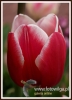 Filename=072_fotowilga~20.JPG
Filesize=69KB
Dimensions=350x480
Date added=Nov 21, 2015 072_fotowilga~20.JPG