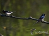 Filename=072_fotowilga~31.JPG
Filesize=56KB
Dimensions=640x475
Date added=May 11, 2016 072_fotowilga~31.JPG