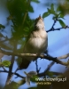 Filename=072_fotowilga~34.JPG
Filesize=56KB
Dimensions=377x480
Date added=Aug 02, 2016 072_fotowilga~34.JPG