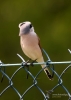 Filename=072_fotowilga~57.JPG
Filesize=197KB
Dimensions=499x700
Date added=Apr 19, 2018 072_fotowilga~57.JPG