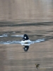 Filename=072_fotowilga~58.JPG
Filesize=274KB
Dimensions=525x700
Date added=Feb 06, 2019 072_fotowilga~58.JPG