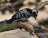 Filename=073_fotowilga~16.JPG
Filesize=104KB
Dimensions=611x480
Date added=Nov 07, 2015 073_fotowilga~16.JPG