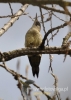 Filename=073_fotowilga~26.JPG
Filesize=75KB
Dimensions=343x480
Date added=Apr 20, 2016 073_fotowilga~26.JPG