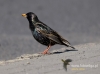 Filename=073_fotowilga~27.JPG
Filesize=71KB
Dimensions=640x475
Date added=May 11, 2016 073_fotowilga~27.JPG