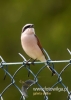 Filename=073_fotowilga~30.JPG
Filesize=48KB
Dimensions=343x480
Date added=Jul 21, 2016 073_fotowilga~30.JPG