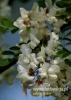 Filename=073_fotowilga~31.JPG
Filesize=57KB
Dimensions=343x480
Date added=Jul 24, 2016 073_fotowilga~31.JPG