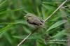 Filename=073_fotowilga~46.JPG
Filesize=92KB
Dimensions=640x427
Date added=Jun 25, 2017 073_fotowilga~46.JPG