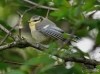 Filename=073_fotowilga~55.JPG
Filesize=275KB
Dimensions=700x520
Date added=Mar 25, 2018 073_fotowilga~55.JPG