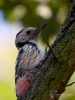 Filename=073_fotowilga~60.JPG
Filesize=265KB
Dimensions=525x700
Date added=Jul 26, 2019 073_fotowilga~60.JPG