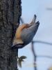 Filename=073_fotowilga~62.JPG
Filesize=54KB
Dimensions=360x480
Date added=Nov 15, 2019 073_fotowilga~62.JPG