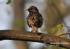 Filename=073_fotowilga~7.JPG
Filesize=84KB
Dimensions=640x452
Date added=Jan 23, 2015 073_fotowilga~7.JPG