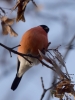 Filename=0744_fotowilga~9.JPG
Filesize=232KB
Dimensions=525x700
Date added=Nov 01, 2019 0744_fotowilga~9.JPG