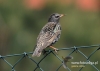 Filename=074_fotowilga~15.JPG
Filesize=87KB
Dimensions=640x457
Date added=Sep 01, 2015 074_fotowilga~15.JPG