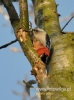 Filename=074_fotowilga~22.JPG
Filesize=85KB
Dimensions=356x480
Date added=Dec 25, 2015 074_fotowilga~22.JPG