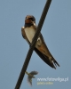 Filename=074_fotowilga~25.JPG
Filesize=60KB
Dimensions=384x480
Date added=Mar 06, 2016 074_fotowilga~25.JPG