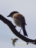 Filename=074_fotowilga~34.JPG
Filesize=39KB
Dimensions=360x480
Date added=Nov 19, 2016 074_fotowilga~34.JPG