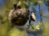 Filename=074_fotowilga~42.JPG
Filesize=246KB
Dimensions=700x525
Date added=Apr 18, 2017 074_fotowilga~42.JPG