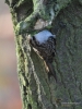 Filename=074_fotowilga~54.JPG
Filesize=321KB
Dimensions=525x700
Date added=Feb 28, 2018 074_fotowilga~54.JPG