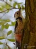 Filename=074_fotowilga~61.JPG
Filesize=250KB
Dimensions=525x700
Date added=Jul 25, 2019 074_fotowilga~61.JPG