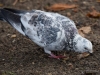Filename=074_fotowilga~66.JPG
Filesize=331KB
Dimensions=700x525
Date added=Dec 16, 2019 074_fotowilga~66.JPG