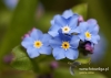 Filename=075_fotowilga~13.JPG
Filesize=72KB
Dimensions=640x457
Date added=Oct 25, 2015 075_fotowilga~13.JPG