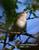 Filename=075_fotowilga~27.JPG
Filesize=55KB
Dimensions=377x480
Date added=Aug 01, 2016 075_fotowilga~27.JPG