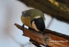 Filename=075_fotowilga~30.JPG
Filesize=83KB
Dimensions=640x438
Date added=Dec 18, 2016 075_fotowilga~30.JPG