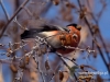 Filename=075_fotowilga~31.JPG
Filesize=93KB
Dimensions=640x480
Date added=Jan 01, 2017 075_fotowilga~31.JPG