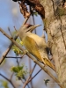 Filename=075_fotowilga~38.JPG
Filesize=312KB
Dimensions=525x700
Date added=Apr 22, 2017 075_fotowilga~38.JPG