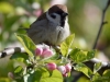 Filename=075_fotowilga~39.JPG
Filesize=248KB
Dimensions=700x525
Date added=May 01, 2017 075_fotowilga~39.JPG