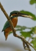 Filename=075_fotowilga~41.JPG
Filesize=206KB
Dimensions=499x700
Date added=Jun 23, 2017 075_fotowilga~41.JPG